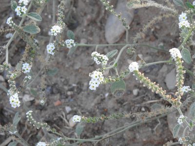 Heliotropium europaeum, photographed by Duarte Frade
