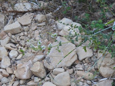 Mentha suaveolens, photographed by Duarte Frade