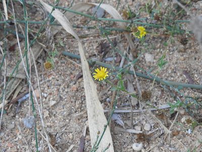 Pulicaria arabica, photographed by Duarte Frade