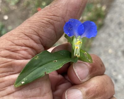 Commelina communis, photographed by Dilrukshan Priyantha Wijesinghe