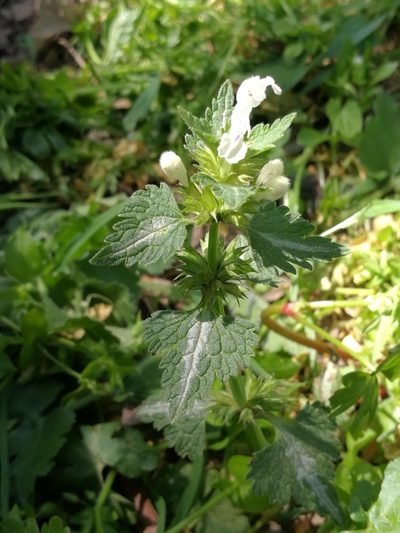 Lamium bifidum, photographed by Mattia Menchetti