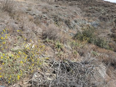 Helianthus exilis, photographed by joergmlpts