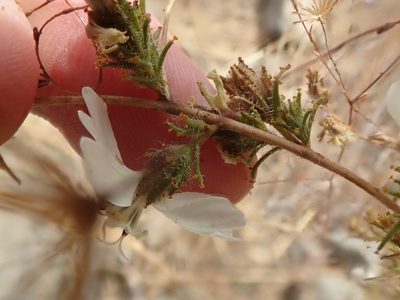 Calycadenia multiglandulosa, photographed by joergmlpts