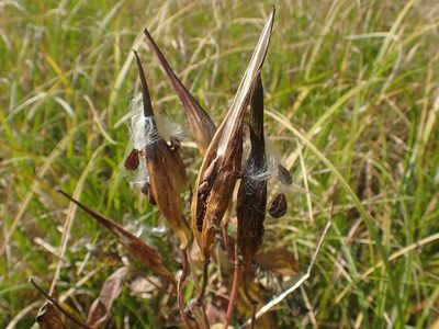 Asclepias incarnata, photographed by Ian Manning