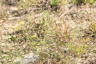 Pityopsis falcata, photographed by Jake McCumber