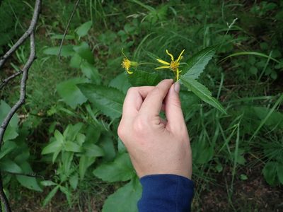 Senecio triangularis, photographed by Ellyne Geurts