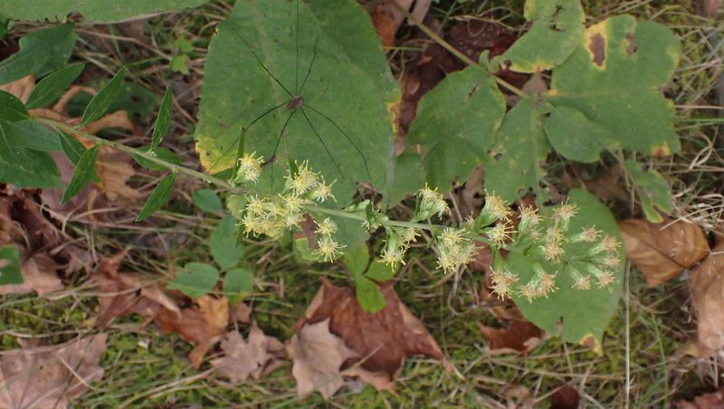 Solidago bicolor, photographed by John Abrams