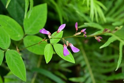 Desmodium pringlei, photographed by Neptalí Ramírez Marcial