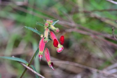 Cuphea hookeriana, photographed by Neptalí Ramírez Marcial