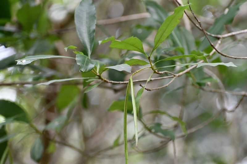 Alstonia longifolia, photographed by Neptalí Ramírez Marcial