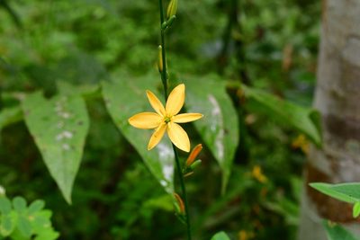 Echeandia breedlovei, photographed by Neptalí Ramírez Marcial