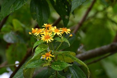 Perymenium grande, photographed by Neptalí Ramírez Marcial