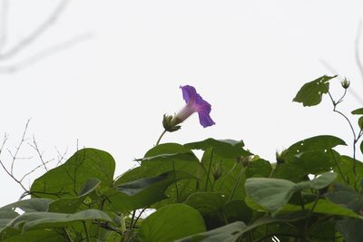 Ipomoea villifera, photographed by Neptalí Ramírez Marcial