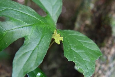 Dorstenia drakena, photographed by Neptalí Ramírez Marcial