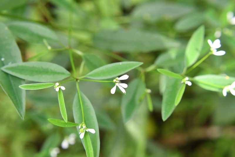Euphorbia ariensis, photographed by Neptalí Ramírez Marcial