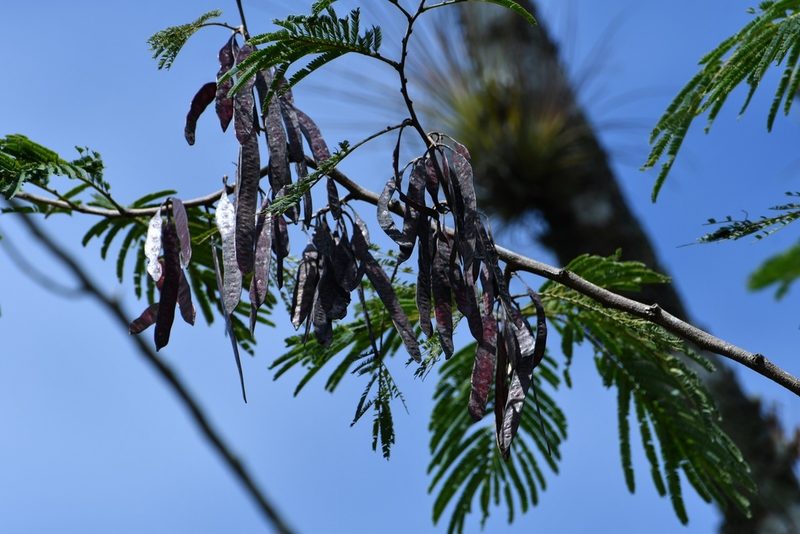 Leucaena collinsii, photographed by Neptalí Ramírez Marcial