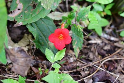 Achimenes erecta, photographed by Neptalí Ramírez Marcial