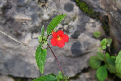 Achimenes erecta, photographed by Neptalí Ramírez Marcial