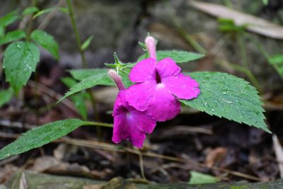 Achimenes grandiflora, photographed by Neptalí Ramírez Marcial