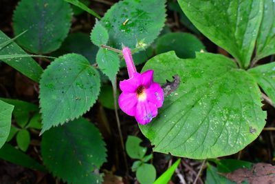 Achimenes grandiflora, photographed by Neptalí Ramírez Marcial