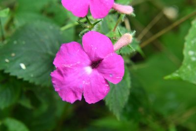Achimenes grandiflora, photographed by Neptalí Ramírez Marcial