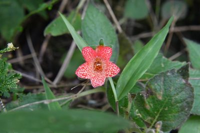 Kohleria rugata, photographed by Neptalí Ramírez Marcial