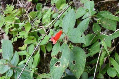 Kohleria rugata, photographed by Neptalí Ramírez Marcial