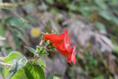 Kohleria rugata, photographed by Neptalí Ramírez Marcial