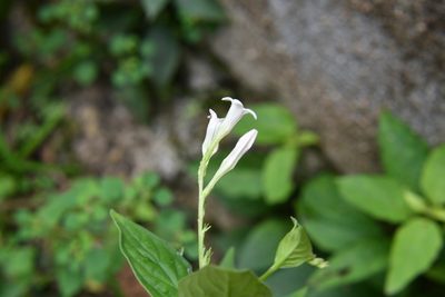 Spigelia humboldtiana, photographed by Neptalí Ramírez Marcial