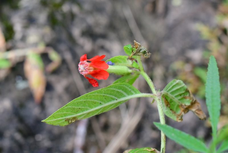 Cuphea intermedia, photographed by Neptalí Ramírez Marcial