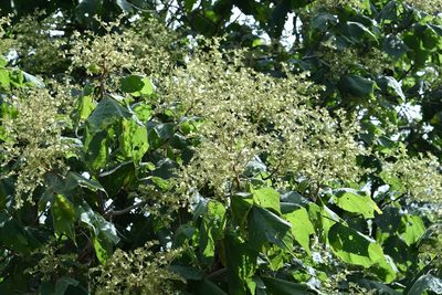Heliocarpus terebinthinaceus, photographed by Neptalí Ramírez Marcial