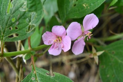 Heterocentron muricatum, photographed by Neptalí Ramírez Marcial