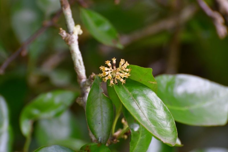 Pisonia donnellsmithii, photographed by Neptalí Ramírez Marcial