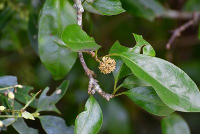 Pisonia donnellsmithii, photographed by Neptalí Ramírez Marcial