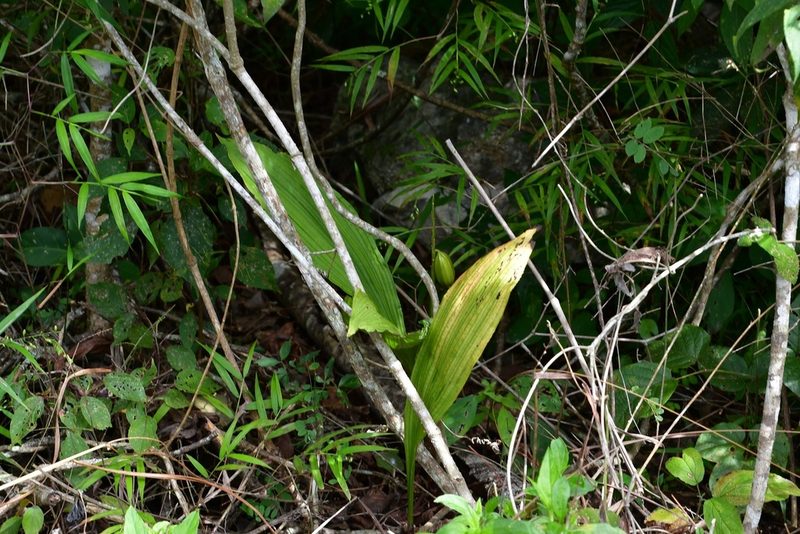 Govenia alba, photographed by Neptalí Ramírez Marcial