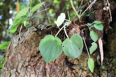 Peperomia lanceolatopeltata, photographed by Neptalí Ramírez Marcial