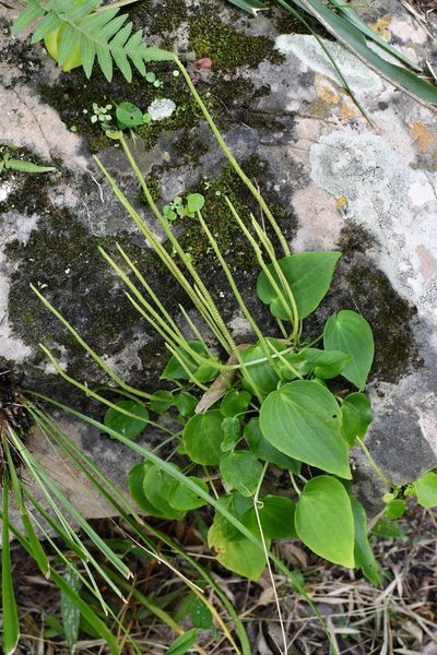 Peperomia lanceolatopeltata, photographed by Neptalí Ramírez Marcial