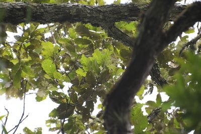 Quercus purulhana, photographed by Neptalí Ramírez Marcial