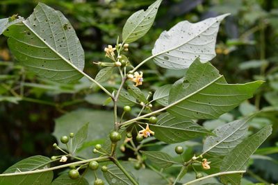 Witheringia mexicana, photographed by Neptalí Ramírez Marcial