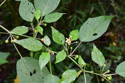 Witheringia mexicana, photographed by Neptalí Ramírez Marcial