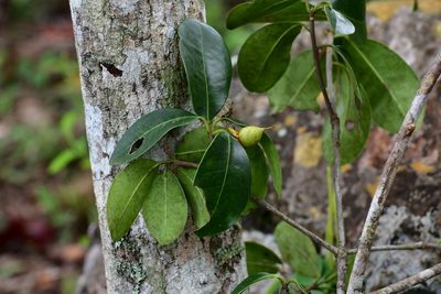 Ternstroemia tepezapote, photographed by Neptalí Ramírez Marcial