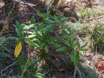 Rhododendron macrophyllum, photographed by David Anderson