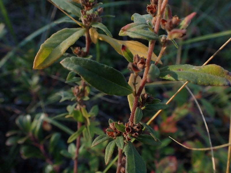 Crocanthemum bicknellii, photographed by Mary Krieger