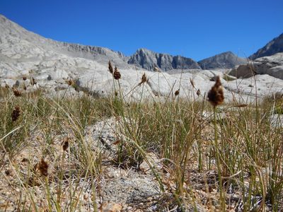 Carex breweri, photographed by Matt Lavin