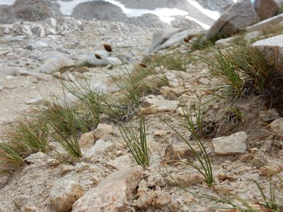 Carex breweri, photographed by Matt Lavin