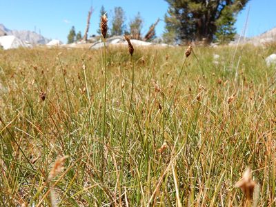 Carex breweri, photographed by Matt Lavin