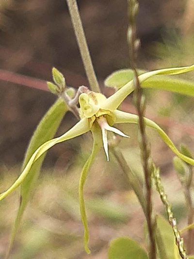 Oxypetalum cordifolium, photographed by Ángela María Gómez M