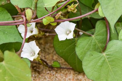 Ipomoea lacunosa, photographed by Jay Pruett