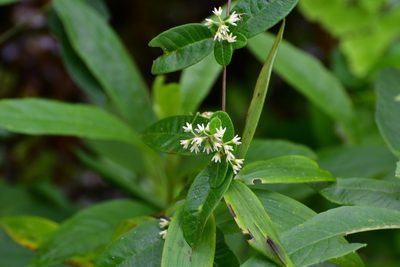 Metastelma schlechtendalii, photographed by Neptalí Ramírez Marcial