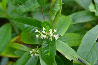 Metastelma schlechtendalii, photographed by Neptalí Ramírez Marcial